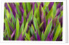 Colorful Plant in Palau by Anonymous