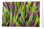 Colorful Plant in Palau by Anonymous