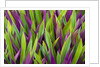 Colorful Plant in Palau by Anonymous