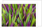 Colorful Plant in Palau by Anonymous