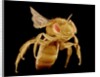 Bee by Anonymous