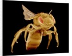 Bee by Anonymous