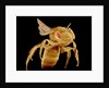 Bee by Anonymous