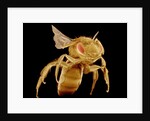 Bee by Anonymous