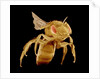 Bee by Anonymous