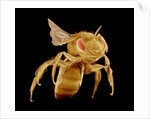 Bee by Anonymous