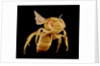 Bee by Anonymous