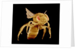 Bee by Anonymous