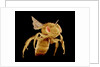 Bee by Anonymous