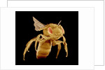 Bee by Anonymous