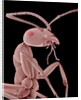Ant by Anonymous