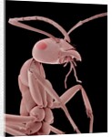 Ant by Anonymous