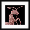 Ant by Anonymous