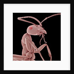 Ant by Anonymous