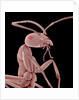 Ant by Anonymous