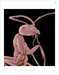 Ant by Anonymous