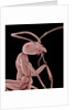 Ant by Anonymous