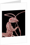 Ant by Anonymous
