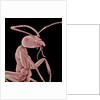 Ant by Anonymous