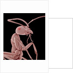 Ant by Anonymous