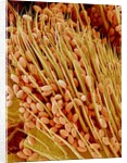 Leg of a bee with pollen by Anonymous