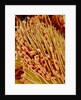 Leg of a bee with pollen by Anonymous
