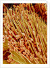 Leg of a bee with pollen by Anonymous