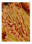 Leg of a bee with pollen by Anonymous