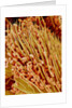 Leg of a bee with pollen by Anonymous