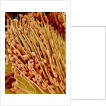 Leg of a bee with pollen by Anonymous