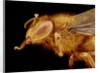 Head of a Honeybee by Anonymous