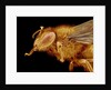 Head of a Honeybee by Anonymous