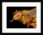 Head of a Honeybee by Anonymous