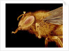 Head of a Honeybee by Anonymous