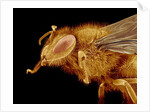 Head of a Honeybee by Anonymous
