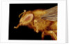 Head of a Honeybee by Anonymous