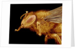 Head of a Honeybee by Anonymous