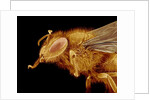 Head of a Honeybee by Anonymous