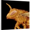 Head of a Bee by Anonymous
