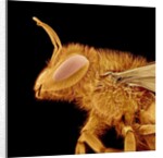 Head of a Bee by Anonymous