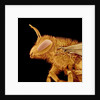 Head of a Bee by Anonymous