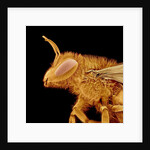 Head of a Bee by Anonymous