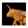 Head of a Bee by Anonymous