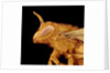 Head of a Bee by Anonymous