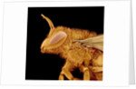 Head of a Bee by Anonymous