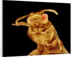 Front half of a Bee by Anonymous