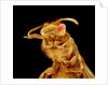 Front half of a Bee by Anonymous
