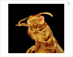 Front half of a Bee by Anonymous