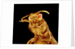 Front half of a Bee by Anonymous