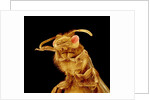 Front half of a Bee by Anonymous